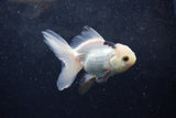 Baby Thai Oranda  Panda 3.5 Inch (ID#1213ToPTA-27) Free2Day SHIPPING