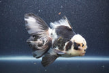 Thai Oranda  Panda 5.5 Inch (ID#1015To6c-111)