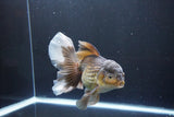 Thai Oranda  Bronze 6.5 Inch (ID#1004R12c-119) Free2Day SHIPPING