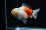 Yuan Bao Oranda  Calico 4 Inch (ID#1203To10b-73) Free2Day SHIPPING