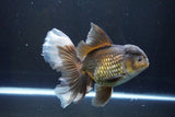 Thai Oranda  Bronze 6.5 Inch (ID#1004R12c-119) Free2Day SHIPPING