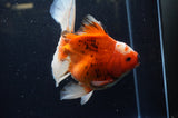 Thai Oranda  Red White 6.5 Inch (ID#228To7b-113)