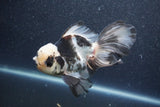 Thai Oranda  Panda 5.5 Inch (ID#1015To6c-111)