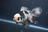 Thai Oranda  Panda 5.5 Inch (ID#1015To6c-111)