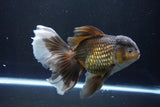 Thai Oranda  Bronze 6.5 Inch (ID#1004R12c-119) Free2Day SHIPPING