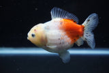 Yuan Bao Oranda  Calico 4 Inch (ID#1203To10b-73) Free2Day SHIPPING