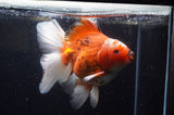 Thai Oranda  Red White 6.5 Inch (ID#228To7b-113)