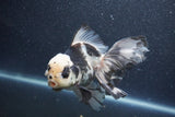 Thai Oranda  Panda 5.5 Inch (ID#1015To6c-111)