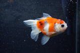 Baby Thai Oranda  Sakura 3.5 Inch (ID#1217ToPTA-17) Free2Day SHIPPING