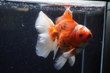 Thai Oranda  Red White 6.5 Inch (ID#228To7b-113)