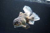 Thai Oranda  Bronze 6.5 Inch (ID#1004R12c-119) Free2Day SHIPPING