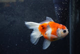 Baby Thai Oranda  Sakura 3.5 Inch (ID#1217ToPTA-17) Free2Day SHIPPING