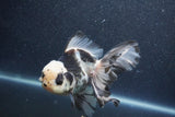 Thai Oranda  Panda 5.5 Inch (ID#1015To6c-111)