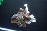 Thai Oranda  Bronze 6.5 Inch (ID#1004R12c-119) Free2Day SHIPPING