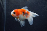 Baby Thai Oranda  Sakura 3.5 Inch (ID#1217ToPTA-17) Free2Day SHIPPING