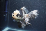 Thai Oranda  Panda 5.5 Inch (ID#1015To6c-111)