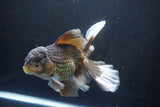 Thai Oranda  Bronze 6.5 Inch (ID#1004R12c-119) Free2Day SHIPPING