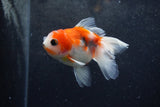 Baby Thai Oranda  Sakura 3.5 Inch (ID#1217ToPTA-17) Free2Day SHIPPING