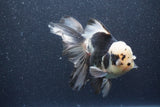 Thai Oranda  Panda 5.5 Inch (ID#1015To6c-111)