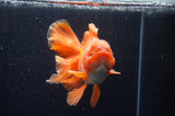 Thai Oranda  Red White 5.5 Inch (ID#228To7b-114)