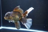 Thai Oranda  Bronze 6.5 Inch (ID#1004R12c-119) Free2Day SHIPPING