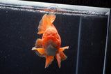 Thai Oranda  Red White 5.5 Inch (ID#228To7b-114)