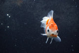 Baby Thai Oranda  Sakura 3.5 Inch (ID#1217ToPTA-17) Free2Day SHIPPING