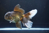 Thai Oranda  Bronze 6.5 Inch (ID#1004R12c-119) Free2Day SHIPPING