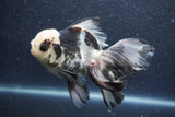 Thai Oranda  Panda 5.5 Inch (ID#1015To6c-111)