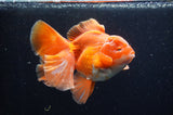 Thai Oranda  Red White 5.5 Inch (ID#228To7b-114)