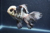 Thai Oranda  Panda 5.5 Inch (ID#1015To6c-111)