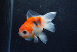 Baby Thai Oranda  Sakura 3.5 Inch (ID#1217ToPTA-17) Free2Day SHIPPING