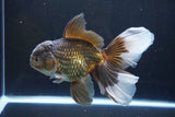 Thai Oranda  Bronze 6.5 Inch (ID#1004R12c-119) Free2Day SHIPPING