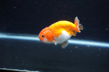 Juvenile Ranchu  Red White 3 Inch (ID#401R9b-57) Free2Day SHIPPING