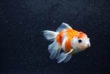 Baby Thai Oranda  Sakura 3.5 Inch (ID#1217ToPTA-17) Free2Day SHIPPING