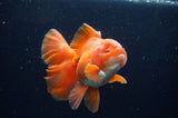 Thai Oranda  Red White 5.5 Inch (ID#228To7b-114)