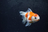 Baby Thai Oranda  Sakura 3.5 Inch (ID#1217ToPTA-17) Free2Day SHIPPING