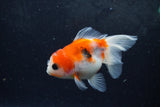 Baby Thai Oranda  Sakura 3.5 Inch (ID#1217ToPTA-17) Free2Day SHIPPING