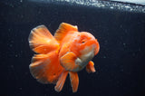 Thai Oranda  Red White 5.5 Inch (ID#228To7b-114)