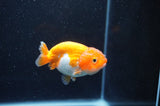 Juvenile Ranchu  Red White 3 Inch (ID#401R9b-57) Free2Day SHIPPING