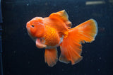 Thai Oranda  Red White 5.5 Inch (ID#228To7b-114)