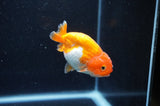 Juvenile Ranchu  Red White 3 Inch (ID#401R9b-57) Free2Day SHIPPING
