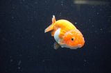 Juvenile Ranchu  Red White 3 Inch (ID#401R9b-57) Free2Day SHIPPING