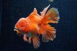 Thai Oranda  Red White 5.5 Inch (ID#228To7b-114)