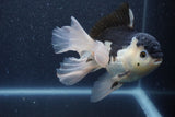 Thai Oranda  Panda 5.5 Inch (ID#1015To6c-112)