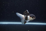 Baby Thai Oranda  Panda 3 Inch (ID#1217ToPTA-18) Free2Day SHIPPING