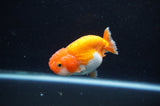 Juvenile Ranchu  Red White 3 Inch (ID#401R9b-57) Free2Day SHIPPING
