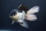 Thai Oranda  Panda 5.5 Inch (ID#1015To6c-112)