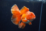 Thai Oranda  Red White 5.5 Inch (ID#228To7b-114)