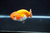 Juvenile Ranchu  Red White 3 Inch (ID#401R9b-57) Free2Day SHIPPING